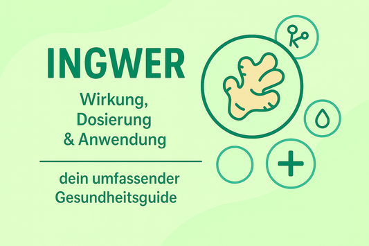 Ingwer: Wirkung, Dosierung & Anwendung – dein umfassender Gesundheitsguide