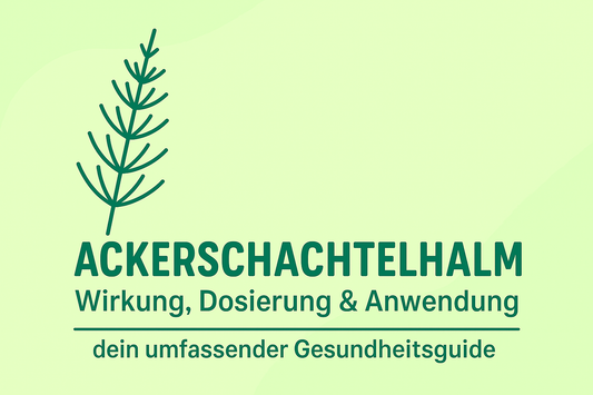 Ackerschachtelhalm: Wirkung, Dosierung & Anwendung – dein umfassender Gesundheitsguide