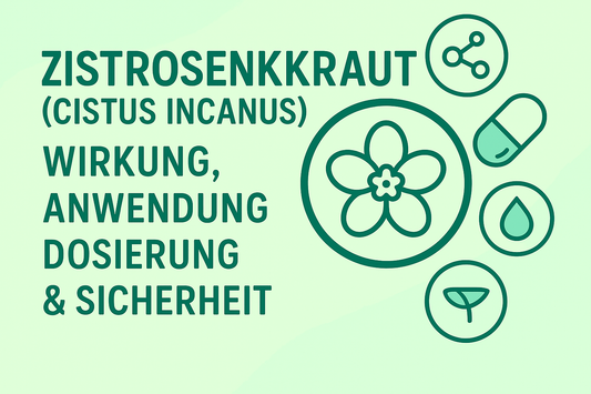 Zistrosenkraut (Cistus incanus): Wirkung, Anwendung, Dosierung & Sicherheit