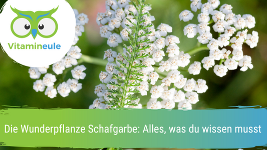 Die Wunderpflanze Schafgarbe: Alles, was du wissen musst