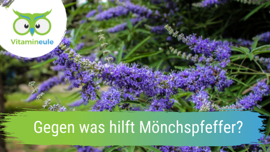 Gegen was hilft Mönchspfeffer?