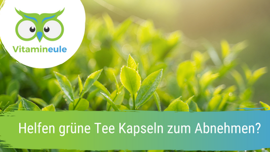 Helfen grüne Tee Kapseln zum Abnehmen?