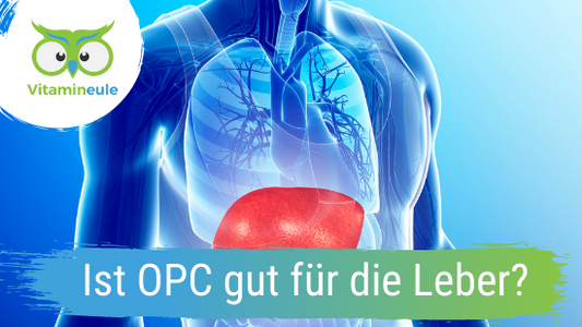 Ist OPC gut für die Leber?