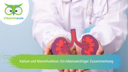Kalium und Nierenfunktion: Ein lebenswichtiger Zusammenhang