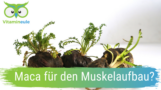 Maca für den Muskelaufbau?