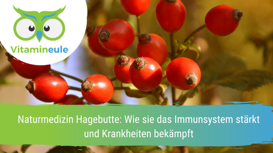 Naturmedizin Hagebutte: Wie sie das Immunsystem stärkt und Krankheiten bekämpft