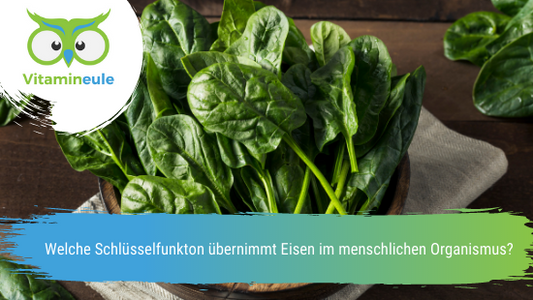 Welche Schlüsselfunktion übernimmt Eisen im menschlichen Organismus?