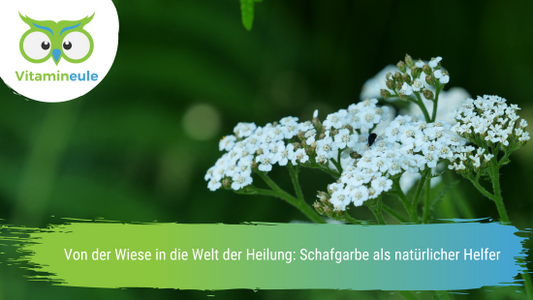 Von der Wiese in die Welt der Heilung: Schafgarbe als natürlicher Helfer