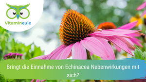 Bringt die Einnahme von Echinacea Nebenwirkungen mit sich?