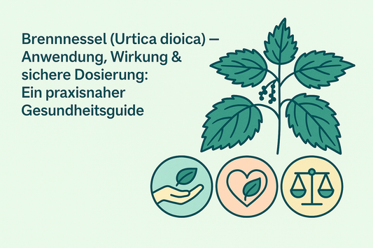 Brennnessel (Urtica dioica) — Anwendung, Wirkung & sichere Dosierung: Ein praxisnaher Gesundheitsguide
