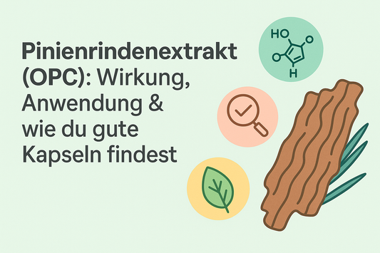 Pinienrindenextrakt (OPC): Wirkung, Anwendung & wie du gute Kapseln findest