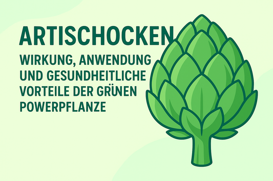 Artischocken: Wirkung, Anwendung und gesundheitliche Vorteile der grünen Powerpflanze