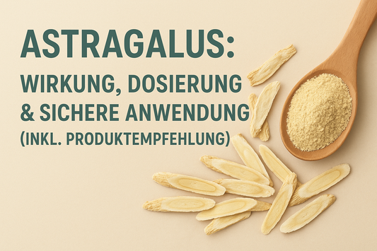 Astragalus: Wirkung, Dosierung & sichere Anwendung (inkl. Produktempfehlung)