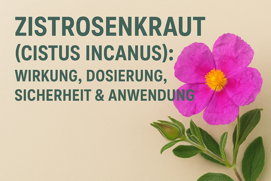 Zistrosenkraut (Cistus incanus): Wirkung, Dosierung, Sicherheit & Anwendung