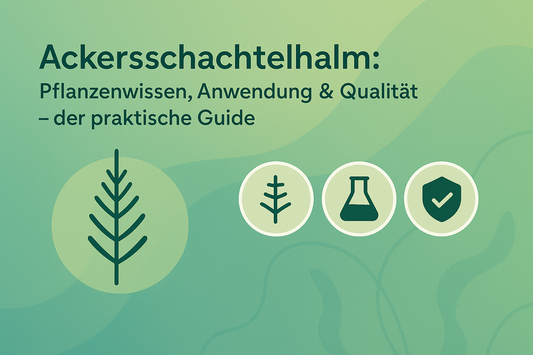 Ackerschachtelhalm: Pflanzenwissen, Anwendung & Qualität – der praktische Guide