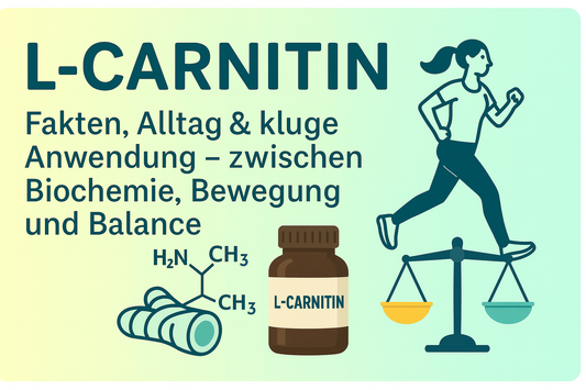 L-Carnitin: Fakten, Alltag & kluge Anwendung – zwischen Biochemie, Bewegung und Balance