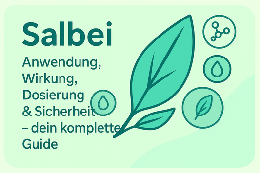Salbei: Anwendung, Wirkung, Dosierung & Sicherheit – dein kompletter Guide