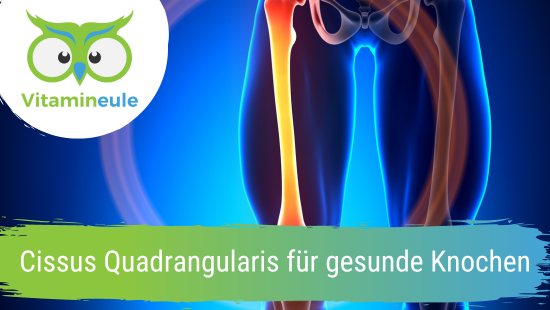 Cissus Quadrangularis für gesunde Knochen