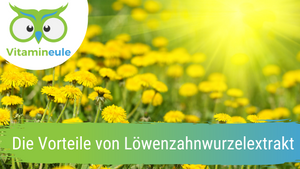 The benefits of dandelion root extract