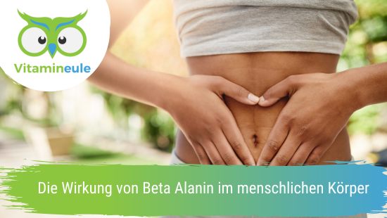 The effect of beta alanine in the human body