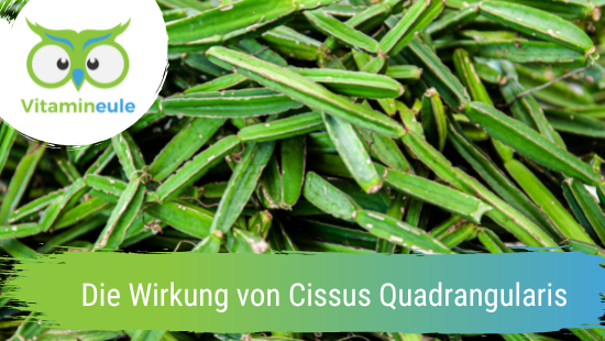 Die Wirkung von Cissus Quadrangularis