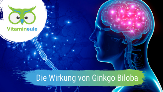 Die Wirkung von Ginkgo Biloba im menschlichen Körper