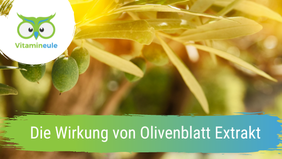Die Wirkung von Olivenblattextrakt