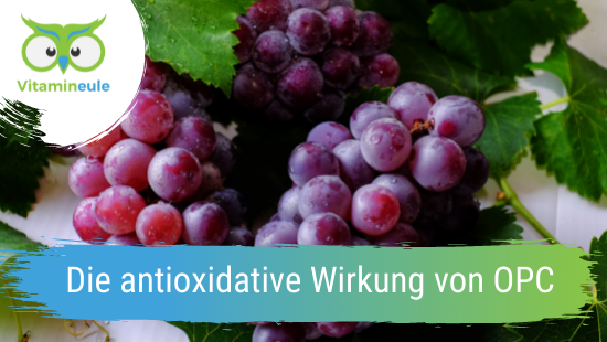 The antioxidant effect of OPC
