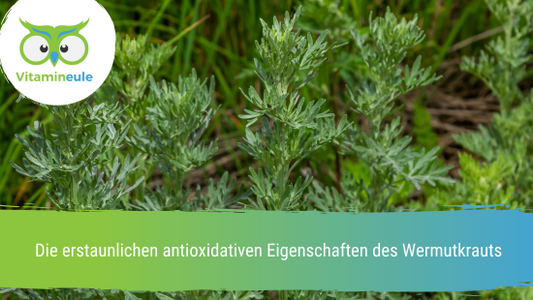 Die erstaunlichen antioxidativen Eigenschaften des Wermutkrauts