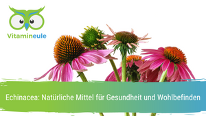 Echinacea: Natürliche Mittel für Gesundheit und Wohlbefinden