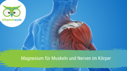 Magnesium für Muskeln und Nerven im Körper