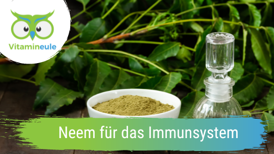 Neem for the immune system