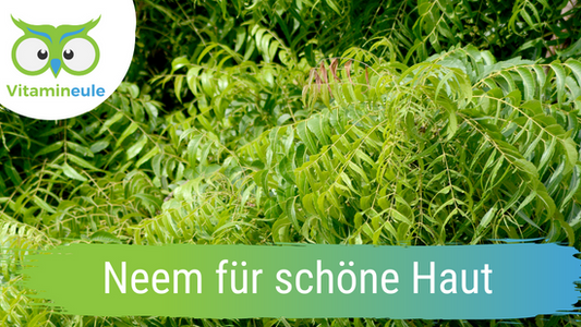 Neem für eine schöne Haut