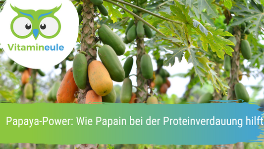 Papaya-Power: Wie Papain bei der Proteinverdauung hilft
