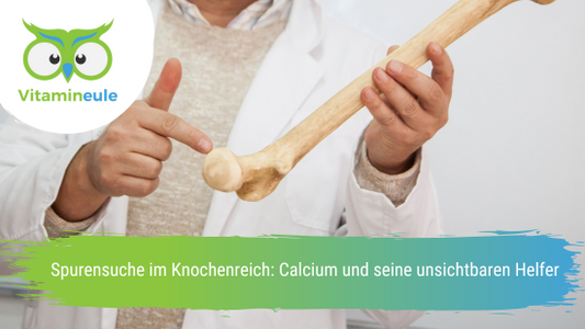 Spurensuche im Knochenreich: Calcium und seine unsichtbaren Helfer
