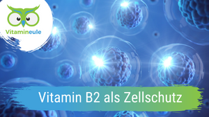 Vitamin B2 as cell protection for the human organism