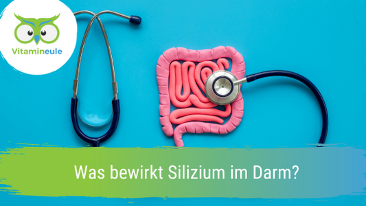 Was bewirkt Silizium im Darm?