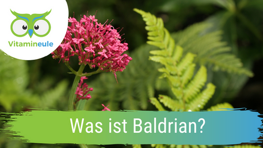 Was ist Baldrian?