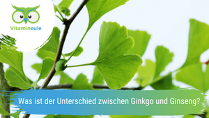What is the difference between ginkgo and ginseng?