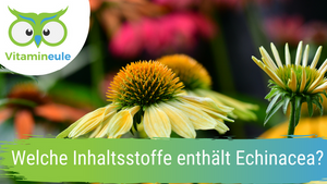 Welche Inhaltsstoffe enthält Echinacea?