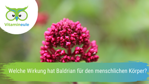 What effect has valerian for the human body?