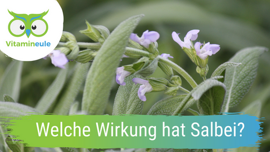 Welche Wirkung hat Salbei?