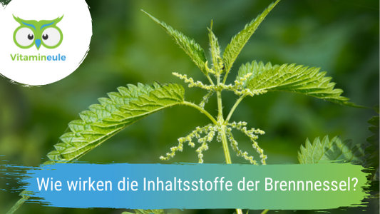 Wie wirken die Inhaltsstoffe der Brennessel?