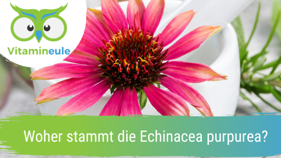 Where does Echinacea purpurea come from?